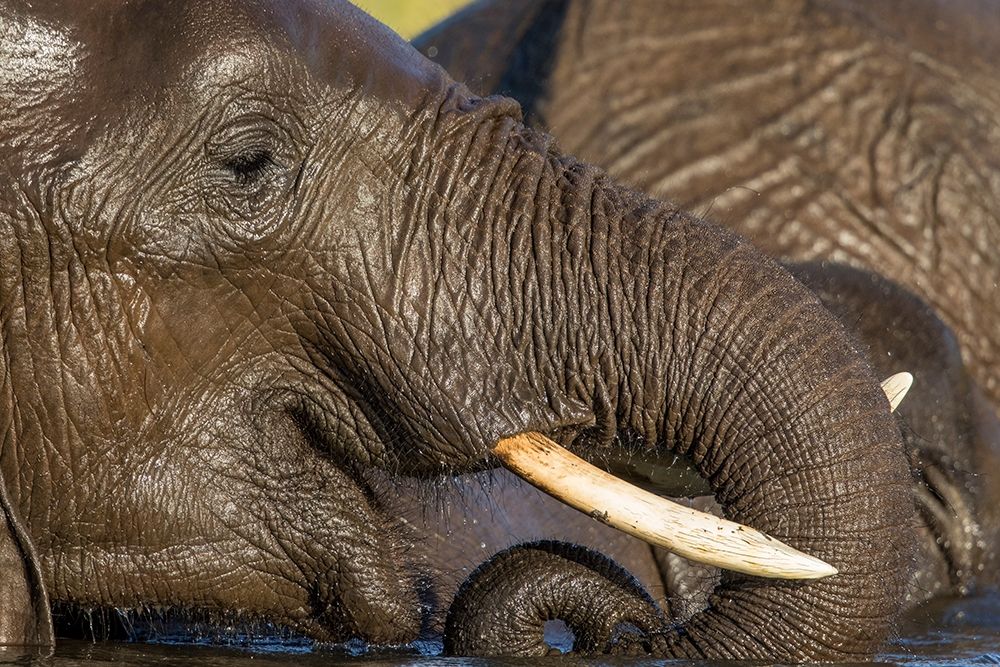 Africa-Botswana-Chobe National Park-Close-up portrait of Elephant drinking from trunk while swimming